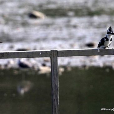 Common Kingfisher and Pied Kingfisher sharing a single pole