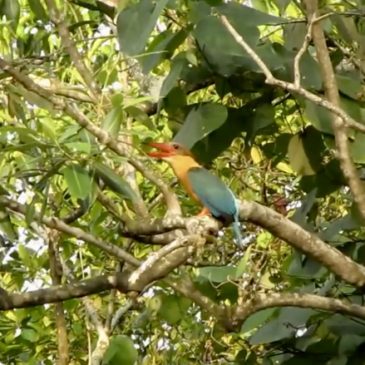 Call of the Stork-billed Kingfisher