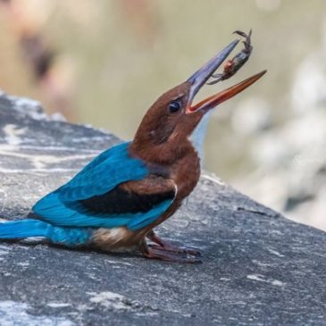 White-throated Kingfisher swallowing a crab