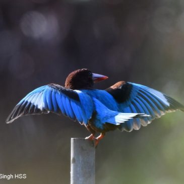 White-throated Kingfisher – courtship display