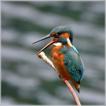 Male Common Kingfisher casting a pellet