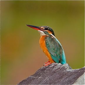 Common Kingfisher: Comfort and feeding behaviour