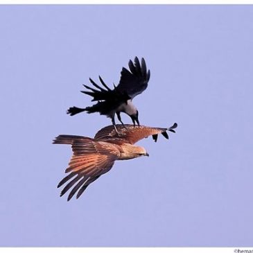 Brahminy Kite mobbed by a House Crow