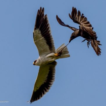 Black-winged Kite in hunting mode