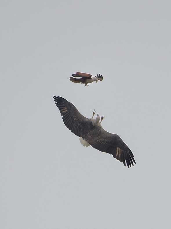 difference between eagle and kite bird