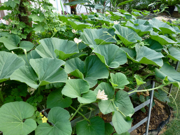 bottle gourd plant