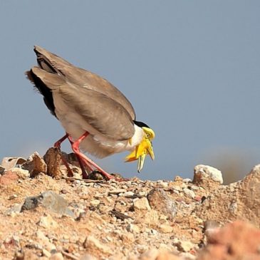 Cooperative action saved the family of Masked Lapwing