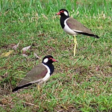 RED-WATTLED LAPWINGS WITH CHICK