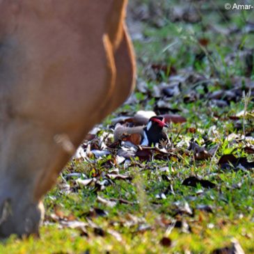 Red-wattled Lapwing vs horse