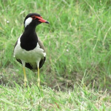 RED-WATTLED LAPWING – VOCALISATION