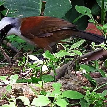 WHITE-CRESTED LAUGHINGTHRUSH TACKLES HAIRY CATERPILLAR