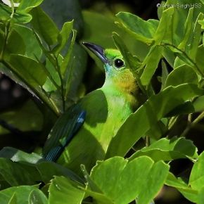 Blue-winged Leafbirds, the dominant species in bird waves