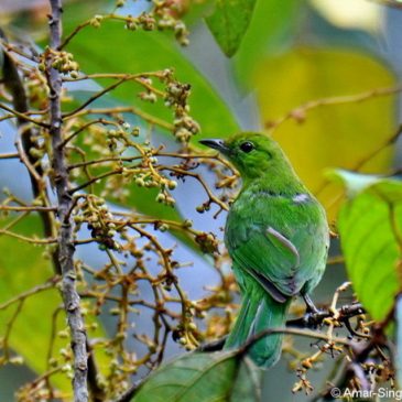 Lesser Green Leafbird – Frugivory