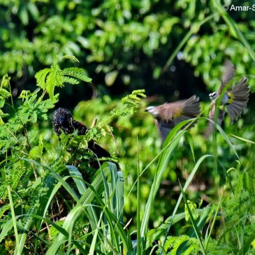 Lesser Coucal attacked by Yellow-vented Bulbul