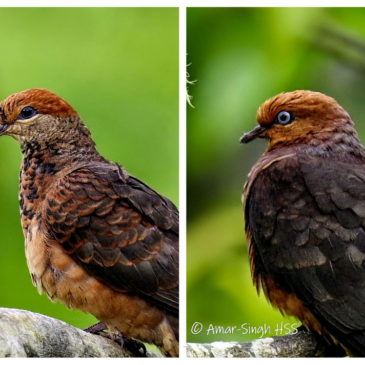 Courtship Behaviour and Iris variation in Little Cuckoo-Doves Macropygia ruficeps