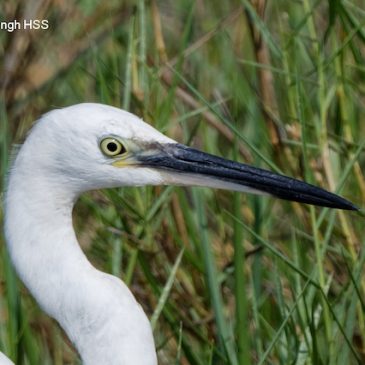 Little Egret – bare part features, non-breeding
