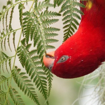 Chattering Lory feeding on fern spores