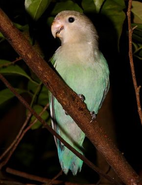 dutch blue pied lovebird