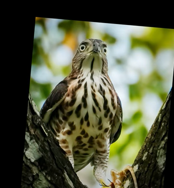 Journey of a pair of Crested Goshawk siblings