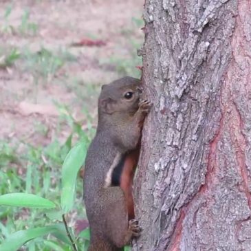Plantain squirrel (Callosciurus notatus) gnawing on bark