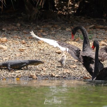 Malayan Water Monitor and the Black Swans