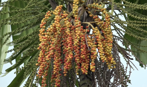 MacArthur Palm-fruiting