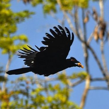 Encounter with the Black Magpie in Perak, Malaysia