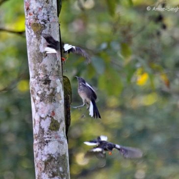 Oriental Magpie-robin : frugivory