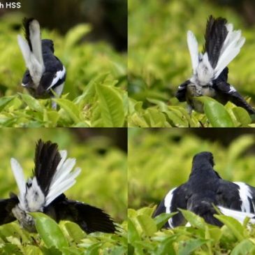 Oriental Magpie Robin  – display/behaviour