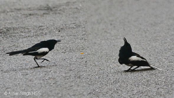 Oriental Magpie-robin – courtship ritual or conflict?