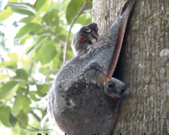 Malayan Colugo at the Bukit Timah Nature Reserve – Bird Ecology Study Group