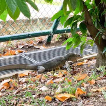 Malayan Water Monitor prowling along the perimeter of our school