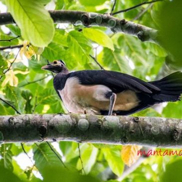 In search of the Maleo in Northern Sulawesi