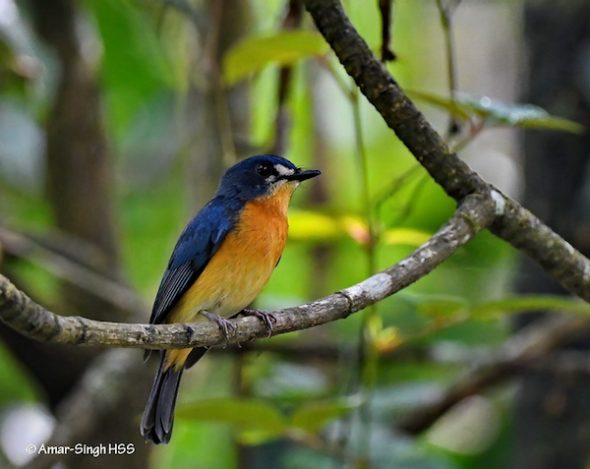 White-bellied Blue Flycatcher - eBird