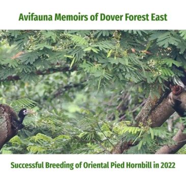 Avifauna Memoirs of Dover Forest East: Successful Breeding of Oriental Pied Hornbill in 2022