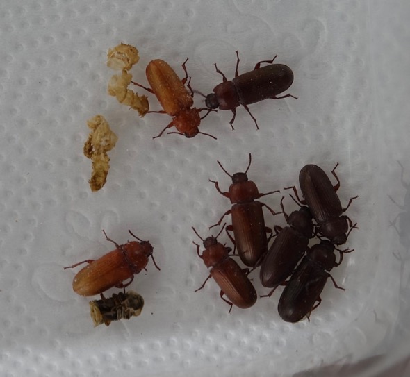 Mealworm beetles (Photo credit: YC Wee)