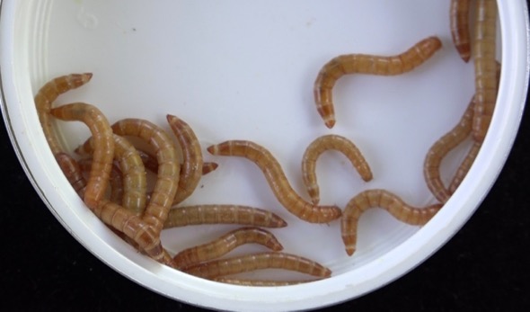 Breeding mealworms: 3. Larvae