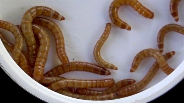 Cultured mealworms (Photo credit: YC Wee)