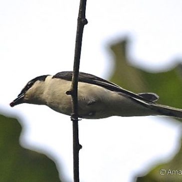 Feeding behaviour of Ashy Minivet