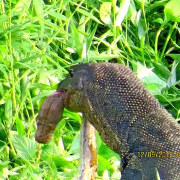 Monitor lizard battles python