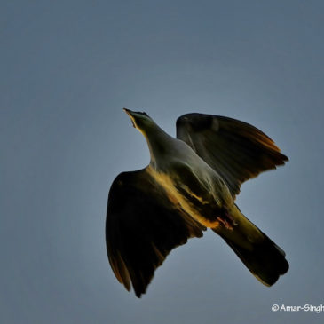 Mountain Imperial Pigeon  – in flight