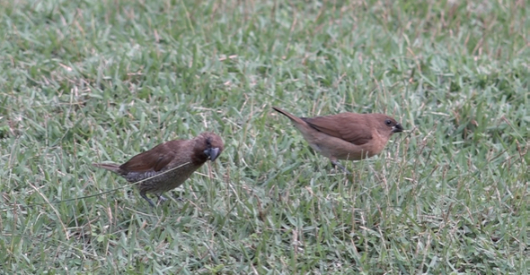Adult and juvenile Scaly-breasted Munias feeding on Siglap Grass seeds
