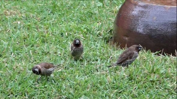 Scaly-breasted Munias foraging in the rain… joined by a sparrow and a myna