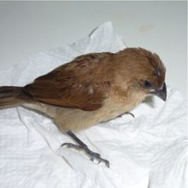 A Little Munia Fell Out Of The Sky - Bird Ecology Study Group