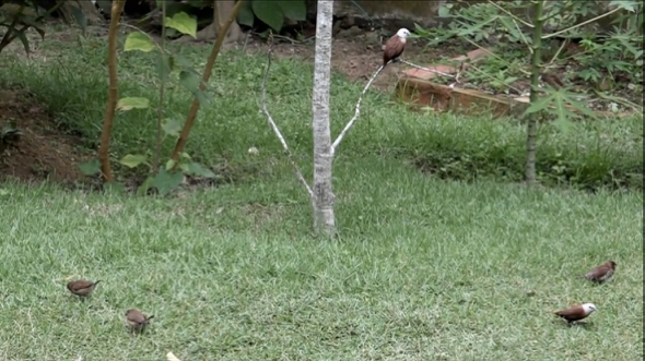 White-headed Munias and the bird biodiversity of my garden