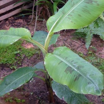 The banana plant and its complement of fauna