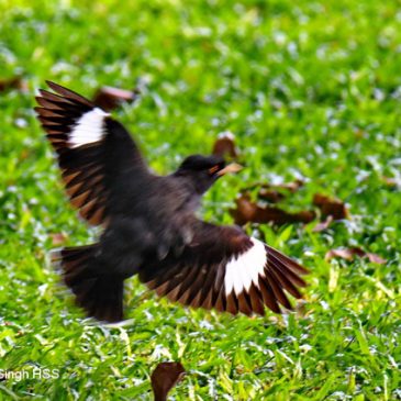 Crested or Chinese Myna: Flight and song