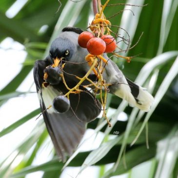 Birds feasting on fruits of the Footstool Palm