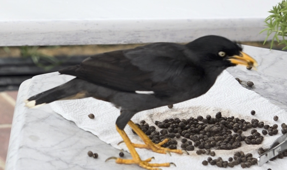 mynah bird food