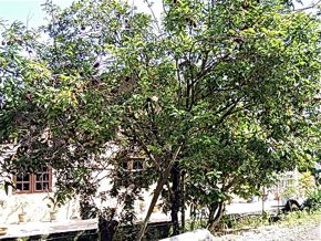 Brown-Throated Sunbird Visit Pulasan Tree for mistletoe flowers